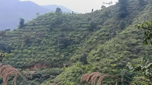 肇慶市國資委國家儲備林綠美廣東生態(tài)建設(shè)試驗(yàn)示范基地1.png